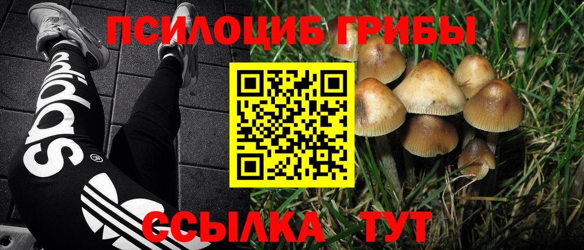 Псилоцибиновые грибы Psilocybe Чита